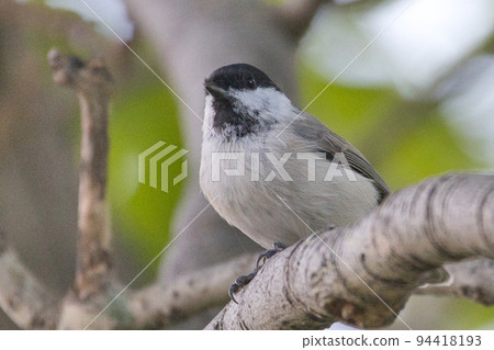 北海道大嘴山雀 北海道大嘴山雀 94418193