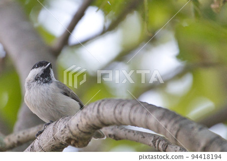 北海道大嘴山雀 94418194
