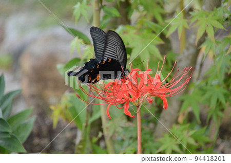 吮紅色群孤挺花的花蜜的Swallowtail蝴蝶 94418201