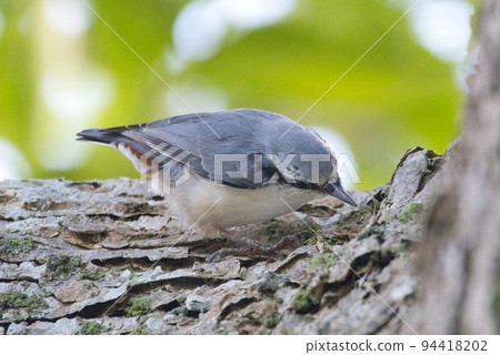 北海道的鵝 - 卡拉 北海道的鵝 - 卡拉 94418202