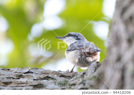 Hokkaido's goose-kara Hokkaido's goose-kara 94418206