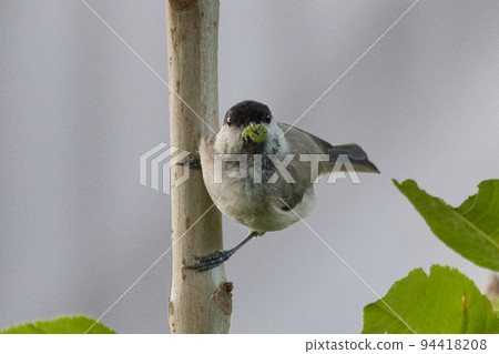 北海道大嘴山雀 94418208