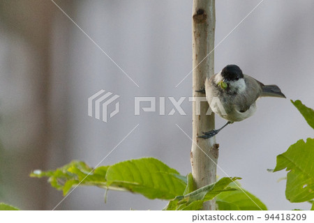 北海道大嘴山雀 94418209