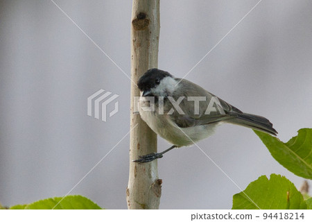 北海道大嘴山雀 北海道大嘴山雀 94418214