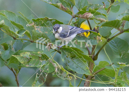 北海道山雀 94418215