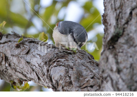 Hokkaido's goose-kara Hokkaido's goose-kara 94418216