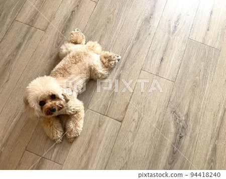 坐在地板上的玩具貴賓犬 94418240