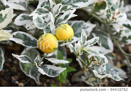 Variegated Winter Coral Snow Coral Variegated Winter Coral Snow Coral 94418782