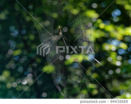 Argiope Araneidae的圓形巢 Argiope Araneidae的圓形巢 94418889