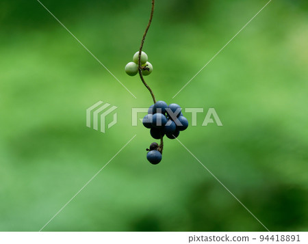 Drupes of Aotsutsurugi 94418891