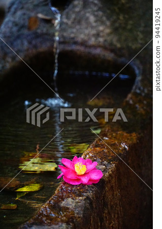 Japanese image Taken at the end of November Tsukubai and fallen camellias Japanese image Taken at the end of November Tsukubai and fallen camellias 94419245