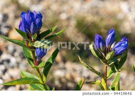 開花在岩石地面上的龍膽龍膽 開花在岩石地面上的龍膽龍膽 94419648