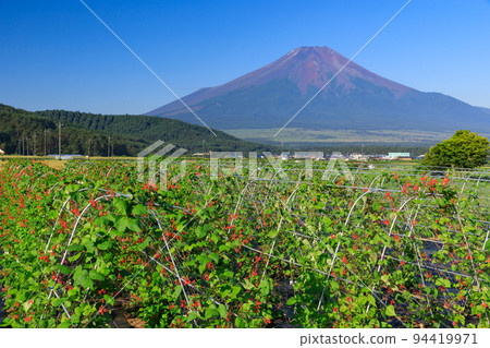 山梨富士山_農作物與富士山風景 94419971