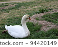 Swan 94420149