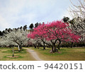 Red plum and white plum 94420151