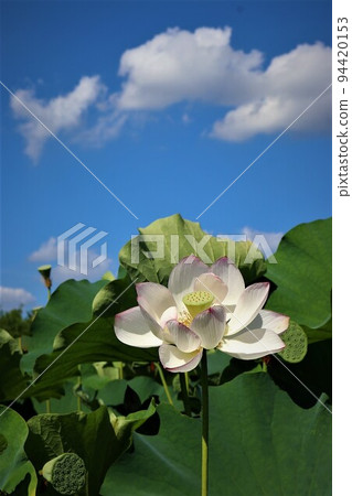 蓮花 蓮花 94420153