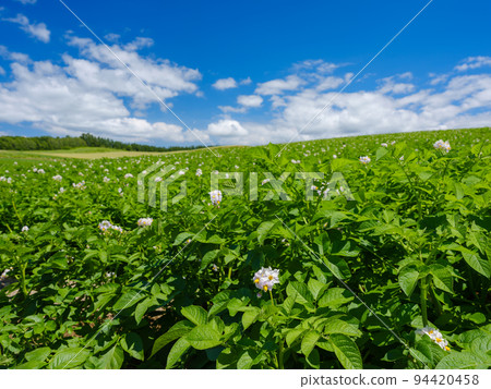 北海道美瑛_馬鈴薯田風景 94420458