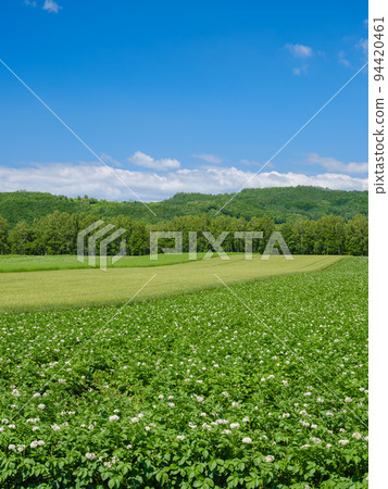 Hokkaido Biei _ Potato field scenery 94420461
