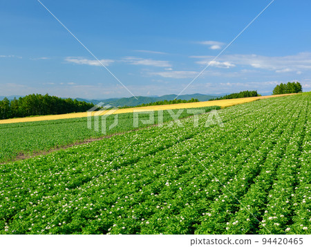 Hokkaido Biei _ Potato field scenery 94420465