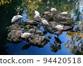 American White Ibis 94420518
