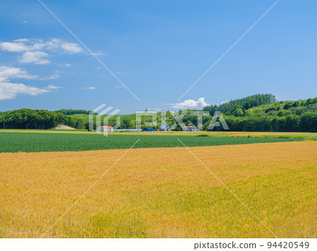北海道美瑛_麥田風景 94420549