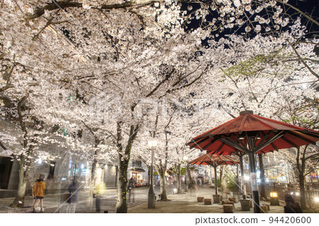 Gion Shirakawa Cherry Blossoms 2022 94420600