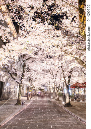 Gion Shirakawa Cherry Blossoms 2022 94420602