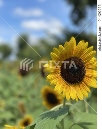 sunflower sunflower 94420923