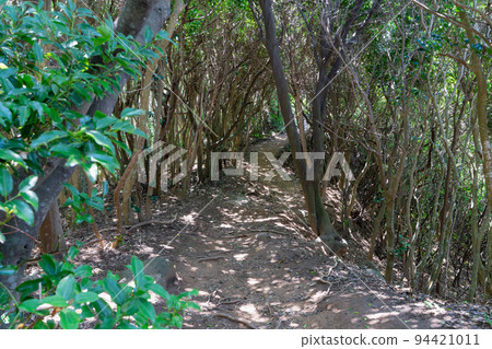 《Fukuoka Prefecture》Genkai Quasi-National Park Itoshima Totoro Forest Itoshima City Shima Keya 94421011