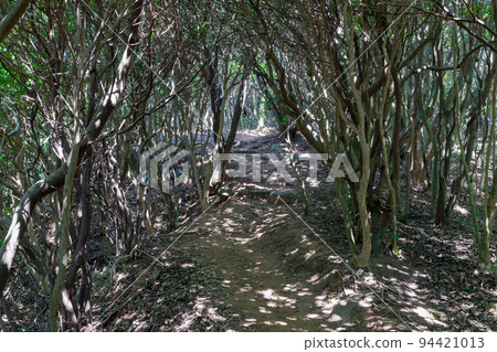 《福岡縣》玄界國定公園 糸島龍貓之森 糸島市志摩屋屋 94421013