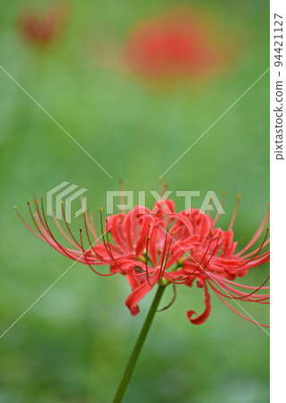 Cluster amaryllis 94421127