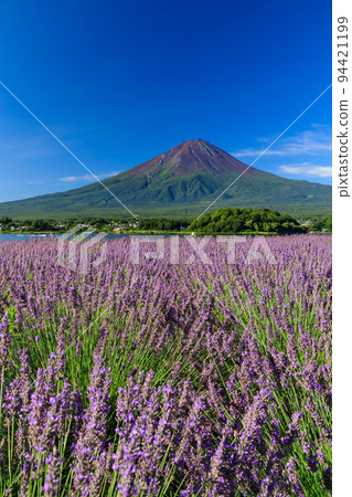 山梨縣_富士山和薰衣草的絕景 山梨縣_富士山和薰衣草的絕景 94421199