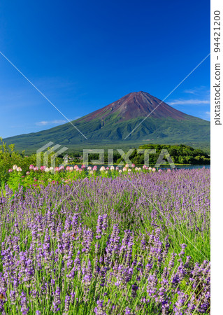 山梨縣_富士山和薰衣草的絕景 山梨縣_富士山和薰衣草的絕景 94421200