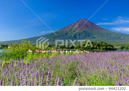 山梨縣_富士山和薰衣草的絕景 山梨縣_富士山和薰衣草的絕景 94421202