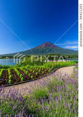 山梨縣_富士山和薰衣草的絕景 山梨縣_富士山和薰衣草的絕景 94421203