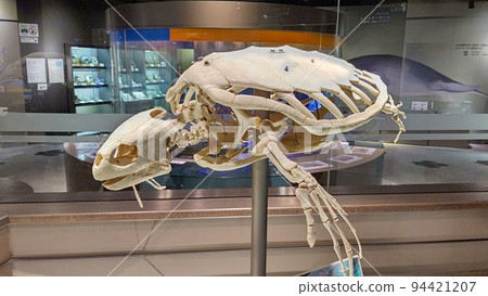 紅海龜化石【北海道向川】 94421207