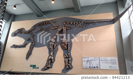 Kamuysaurus Whole Body Fossil [Hokkaido Mukawa Town] 94421213