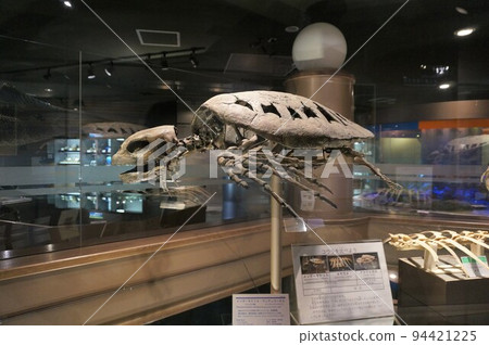 Fossil of Mesodermokelis [Hokkaido Mukawa Town] 94421225