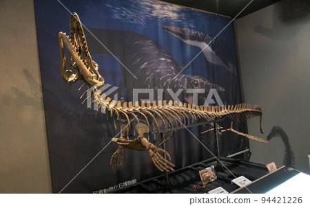 滄龍化石【北海道向川町】 94421226