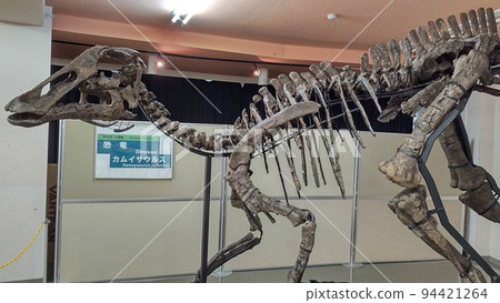 A new genus and new species of Kamuysaurus [Hokkaido, Mukawa Town] 94421264