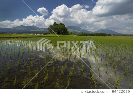 Minamiaso paddy fields and Ichishita Shrine 94422029