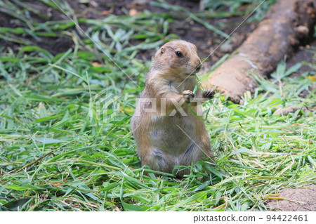 土撥鼠動物園展覽 土撥鼠動物園展覽 94422461