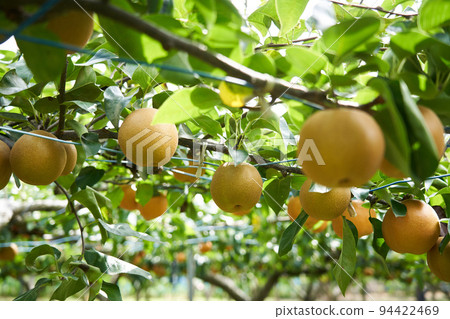 Pear field (Hosui) 94422469