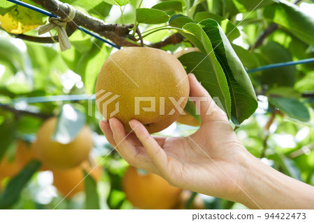 Pear field (Hosui) 94422473