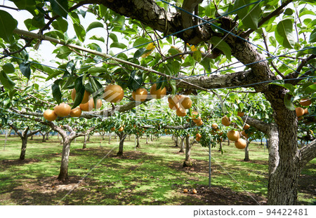 梨園（豐水） 94422481