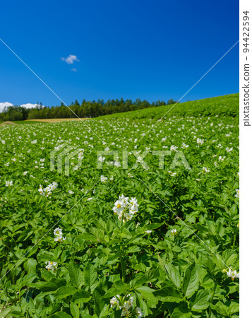 北海道美瑛_馬鈴薯田風景 94422594