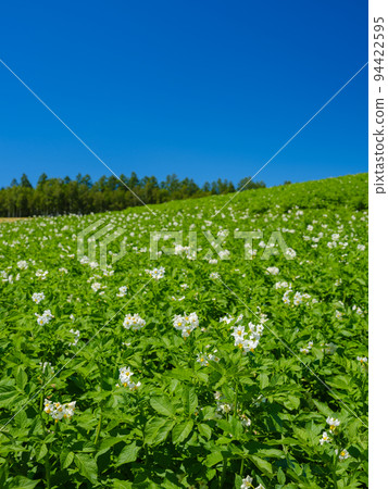 北海道美瑛_馬鈴薯田風景 北海道美瑛_馬鈴薯田風景 94422595