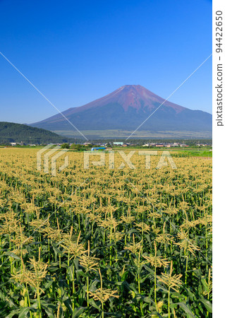 Yamanashi _ Maize field and superb view of Mt. Fuji 94422650