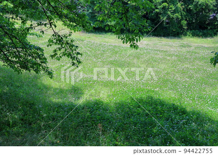 Clover flowers Clover flowers 94422755