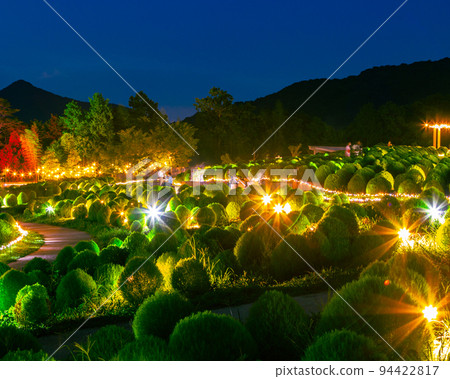 Kochia lit up at Sanuki Mannou National Government Park Kochia lit up at Sanuki Mannou National Government Park 94422817